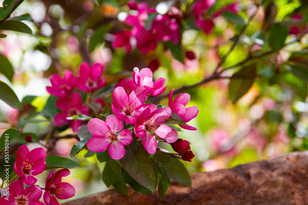 Pink apple tree Malus flower close up Pink apple tree Malus flower close up