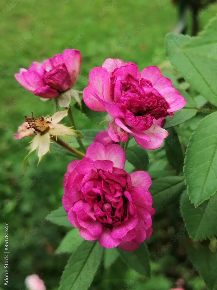 pink roses in garden