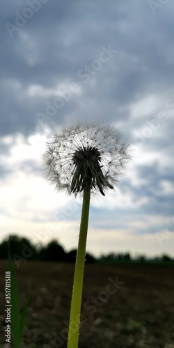 dandelion against blue sky