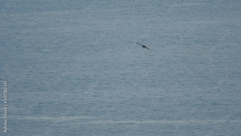 Greater Spotted Eagle glide over Koh Miang island Greater Spotted Eagle glide over Koh Miang island