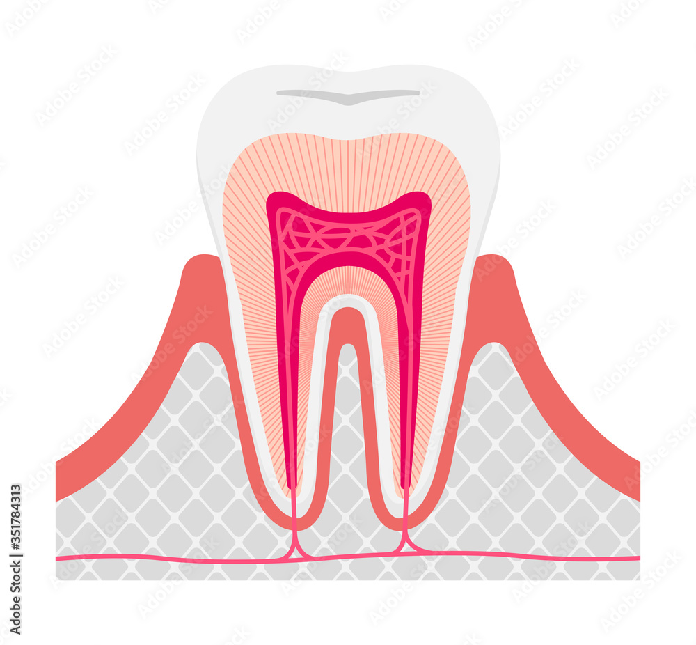 Healthy tooth anatomy flat vector illustration / no text Healthy tooth anatomy flat vector illustration / no text