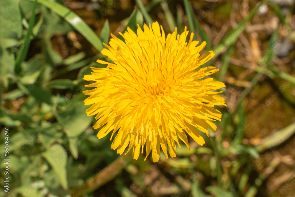Dandelion flower in the wild. view from above Dandelion flower in the wild. view from above