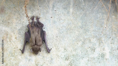 4k uhd Bats close up hanging at the wall photo