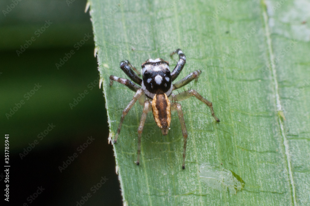 Fototapeta premium A spider with a black body and the yellow part is walking on the leaves.