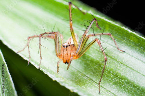 A spider with thorny legs walking on leaves