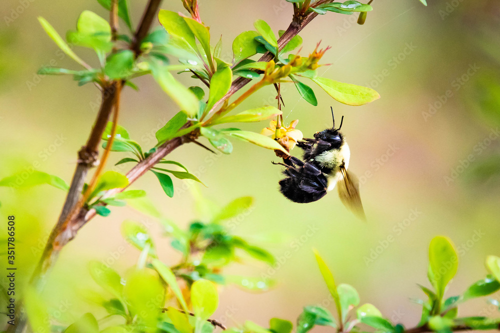 Close up bumblebee pollinating flowers in spring Close up bumblebee pollinating flowers in spring