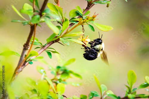 Close up bumblebee pollinating flowers in spring © PhotoSpirit