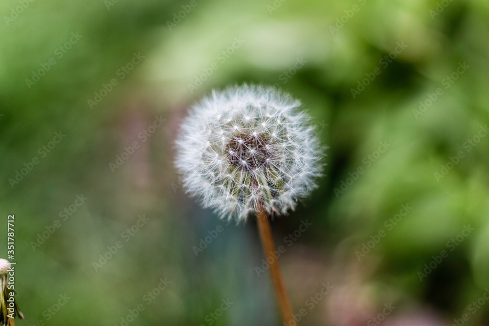 Dandelion Blowball in the Grass