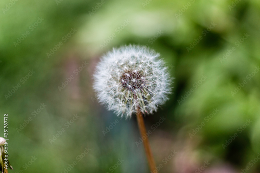 Dandelion Blowball in the Grass Dandelion Blowball in the Grass