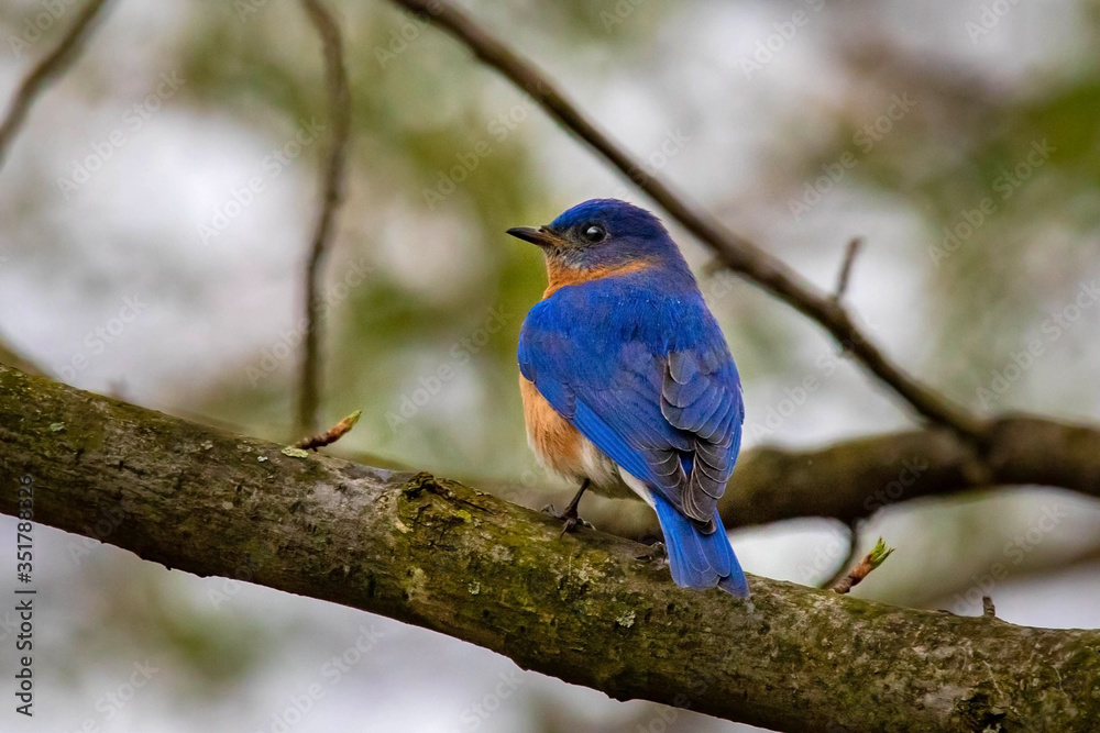Bluebird portrait close up in spring time Bluebird portrait close up in spring time
