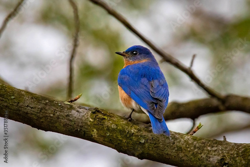 Bluebird portrait close up in spring time © PhotoSpirit