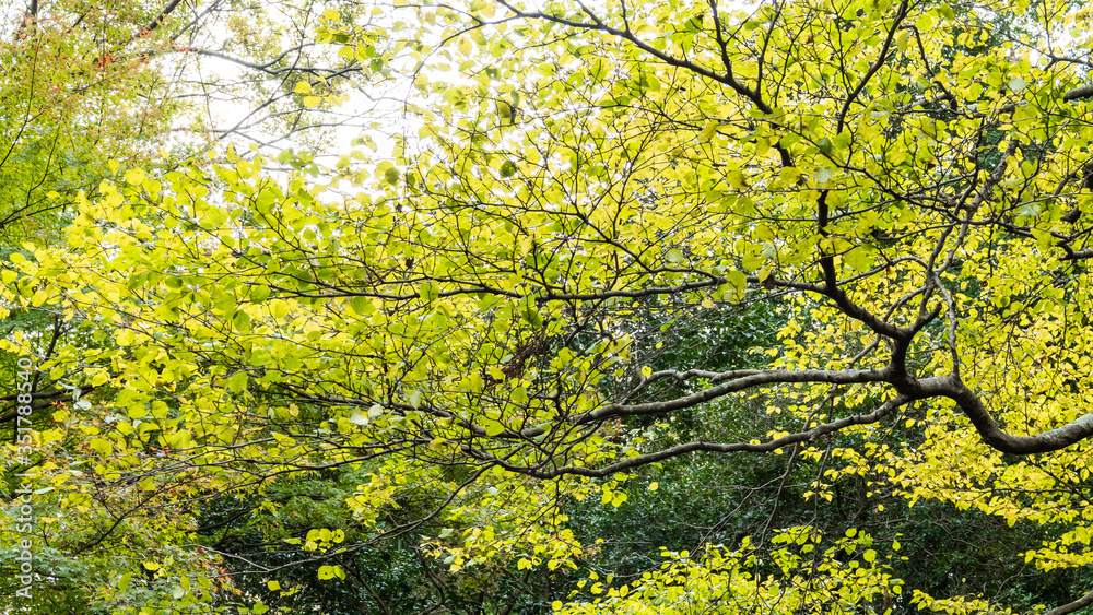Beautiful autumn leaves in Japan Beautiful autumn leaves in Japan