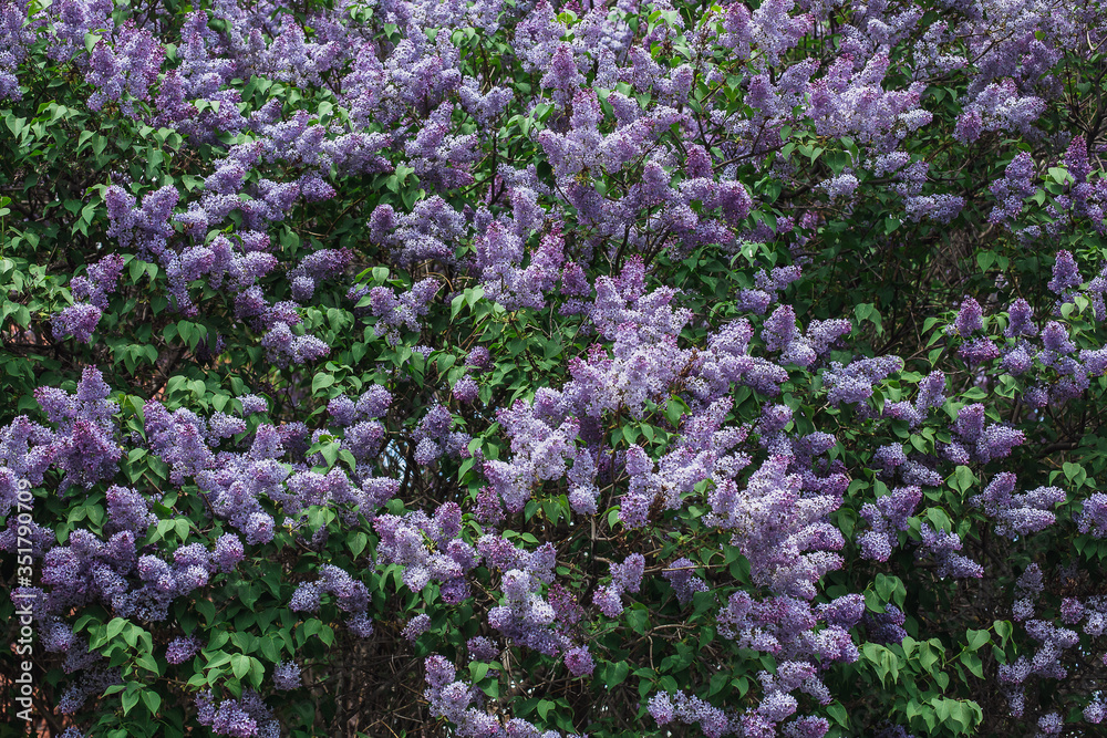Photo of a blooming lilac. The crown of a large flowering tree. Photo of a blooming lilac. The crown of a large flowering tree.