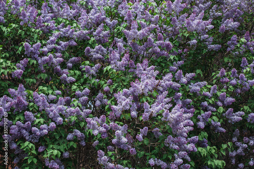 Photo of a blooming lilac. The crown of a large flowering tree.