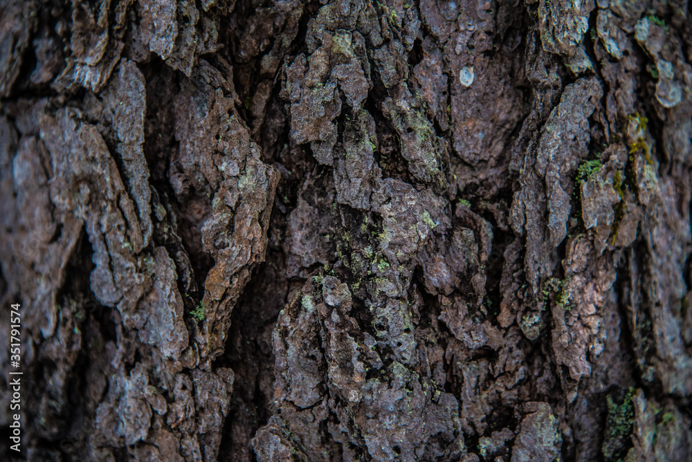 Taking a close look at tree bark reveals a whole new world. Taking a close look at tree bark reveals a whole new world.