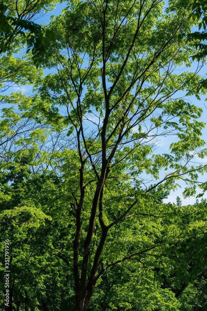 Fototapeta premium 新緑の森