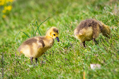 Cute baby canadian gosling birds in the wild at spring © PhotoSpirit