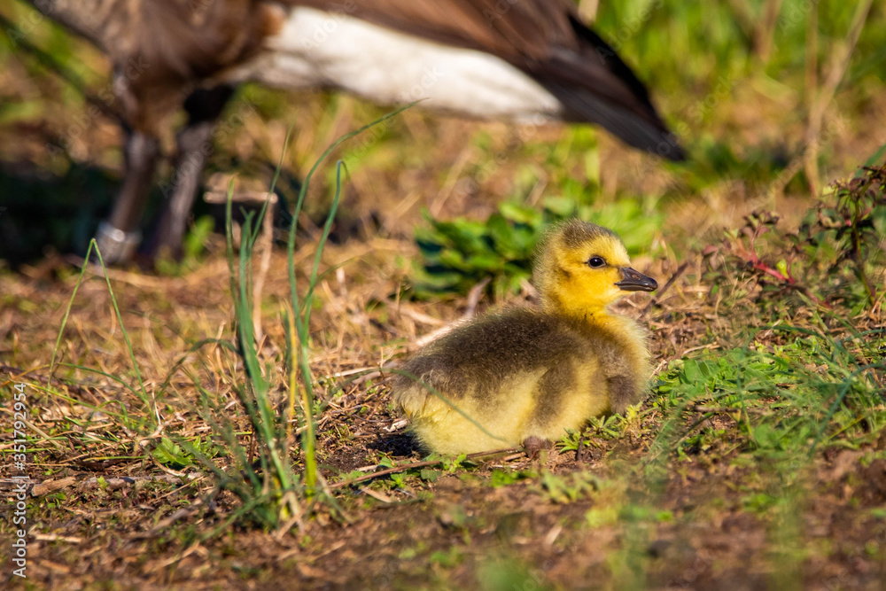 Cute baby canadian gosling birds in the wild at spring Cute baby canadian gosling birds in the wild at spring