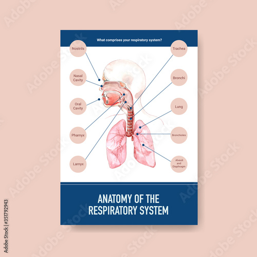 information about anatomy of the respiratory system and understanding an essential system