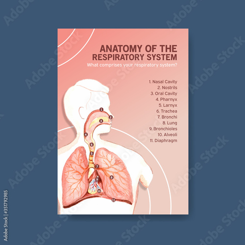 information about anatomy of the respiratory system and understanding an essential system