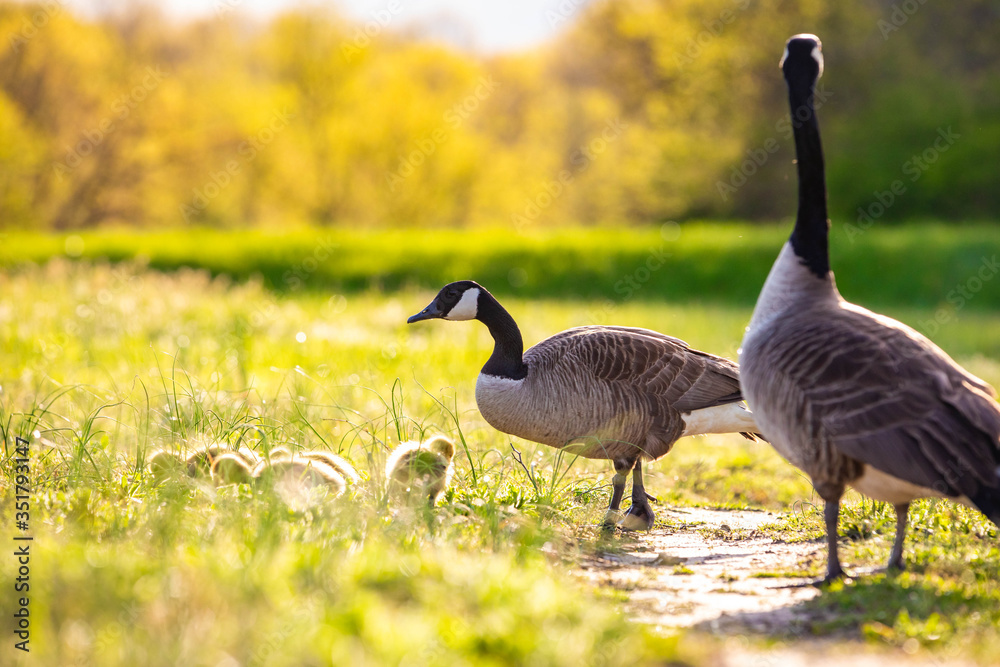 Cute baby canadian gosling birds in the wild at spring Cute baby canadian gosling birds in the wild at spring