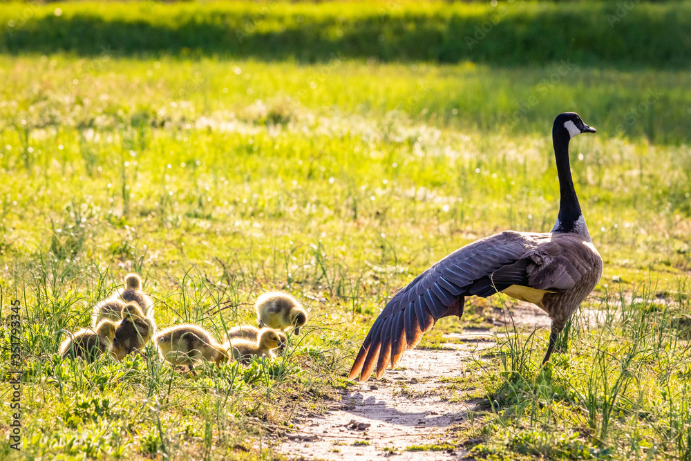 Fototapeta premium Cute baby canadian gosling birds in the wild at spring
