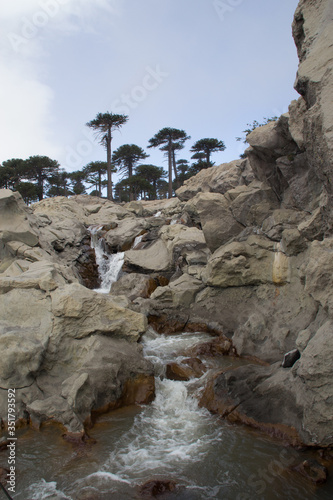waterfall between araucaria trees in the patagonia mountains