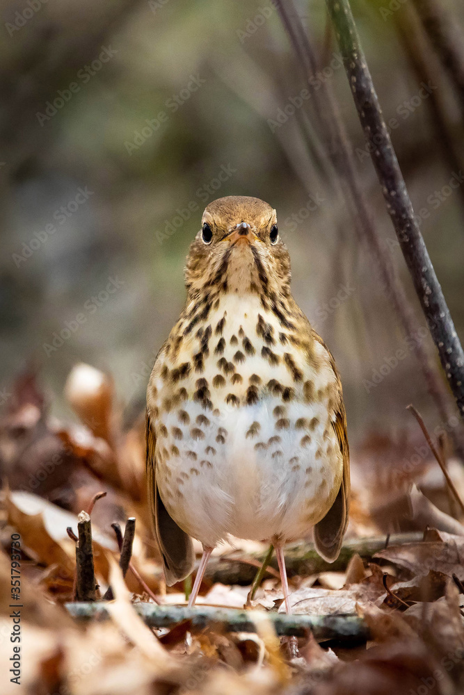 Cute Hermit Thrush bird close up portrait Cute Hermit Thrush bird close up portrait