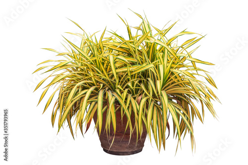 Phormium, Phormium tenax Variegatum or New zeland flax shrub