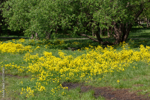 Barbarea vulgaris, herb Barbara, rocket-cress, yellow rocket-cress, winter or yellow. Flowers of winter cress. Yellow flowers of bittercress on a large meadow