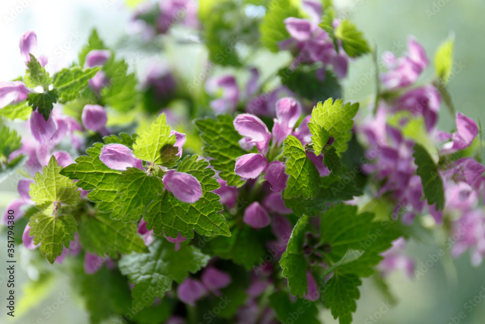 Lamium purpureum. .Purple flowers with green leaves in the sunlight Lamium purpureum. .Purple flowers with green leaves in the sunlight