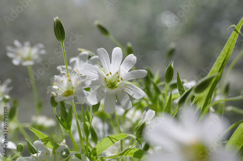 Spring flowers Stellaria holostea white closeup. White flowers of Greater Stitchwort closeup.