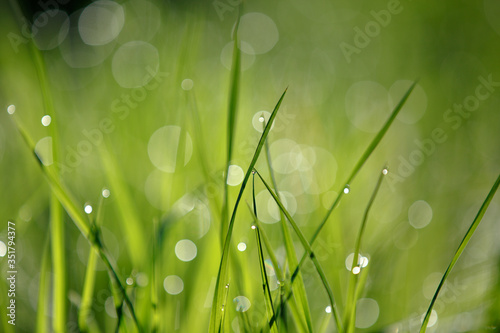 Young green grass in the morning dew