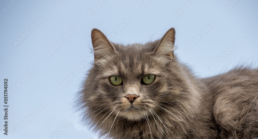 Portrait of a fluffy grey haired cat with striking green eyes isolated against a clear background image in horizontal format with copy space Portrait of a fluffy grey haired cat with striking green eyes isolated against a clear background image in horizontal format with copy space