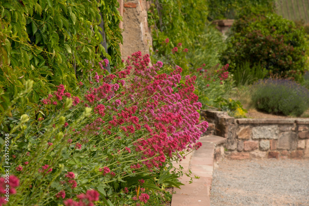 Frühlingsblumen in der ortenau Frühlingsblumen in der ortenau