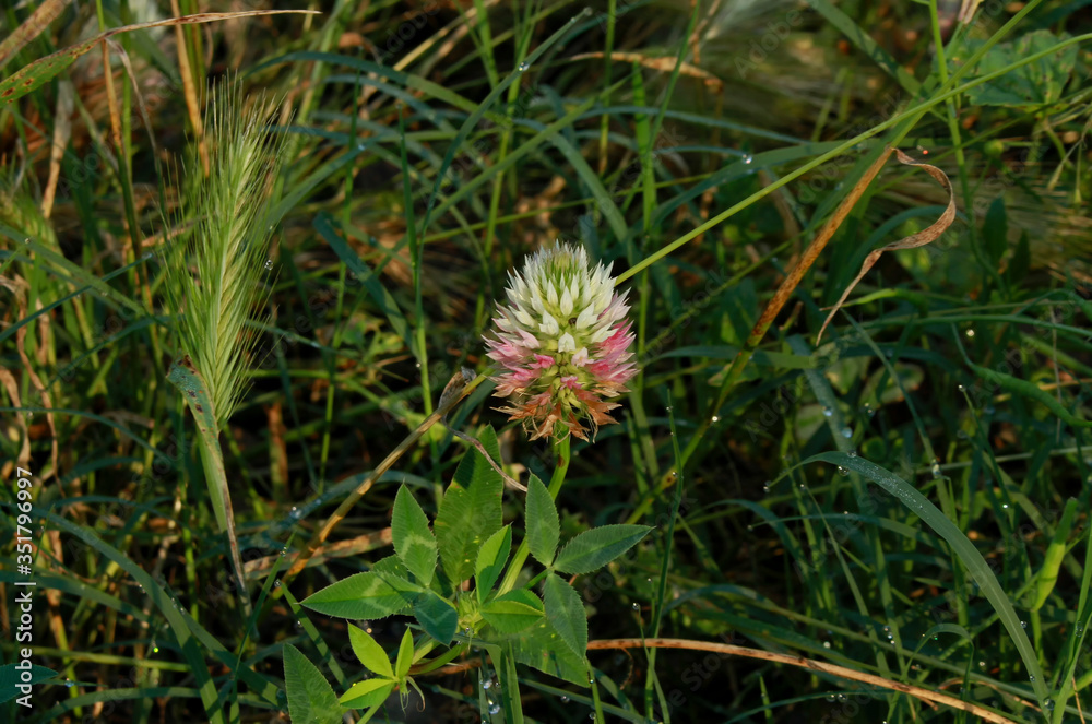 Arrow leaf Clover plant (Trifolium vesiculosum) Arrow leaf Clover plant (Trifolium vesiculosum)