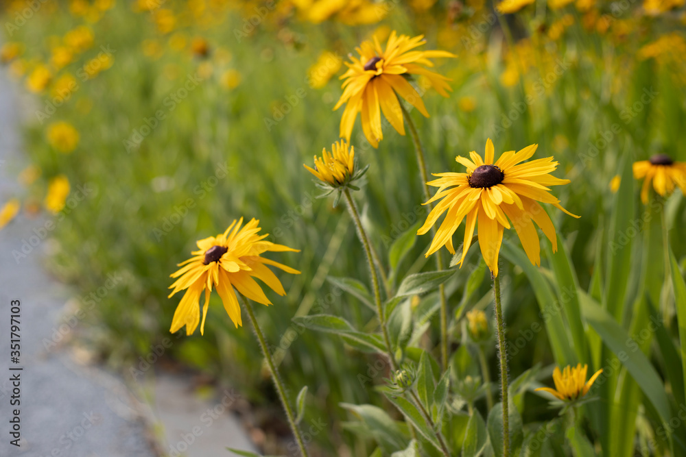 金色风暴全缘叶金光菊,拉丁学名:Rudbeckia fulgida 'Goldsturm' 金色风暴全缘叶金光菊,拉丁学名:Rudbeckia fulgida 'Goldsturm'