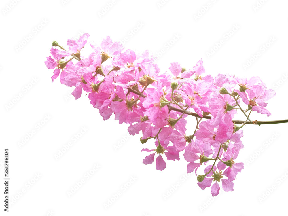 Beautiful purple flowers,Cananga flowers,(Lagerstroemia speciosa (L.) Pers.), isolated on white background.	