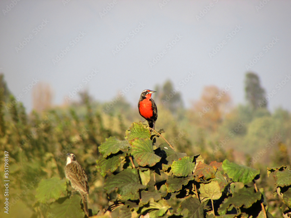 Flora y fauna de Chile: Loica. fotografía de naturaleza. Animales Stock ...