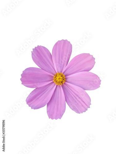 Pink Cosmos Flower or Mexican Aster Flower Compositae  isolated on white background.