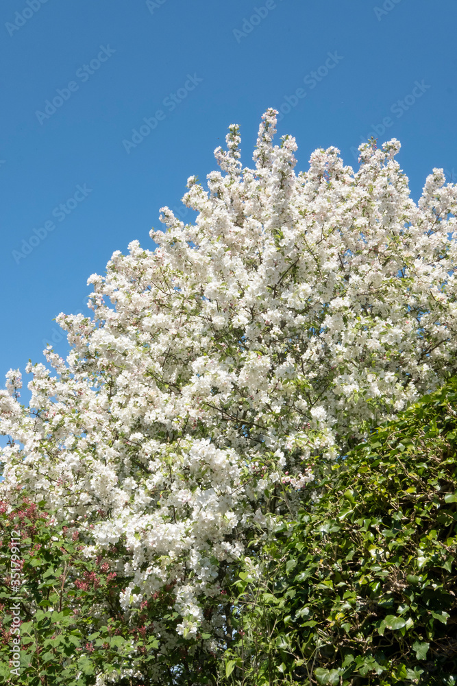 White tree with white flowers on blue sky background. In the garden, springtime