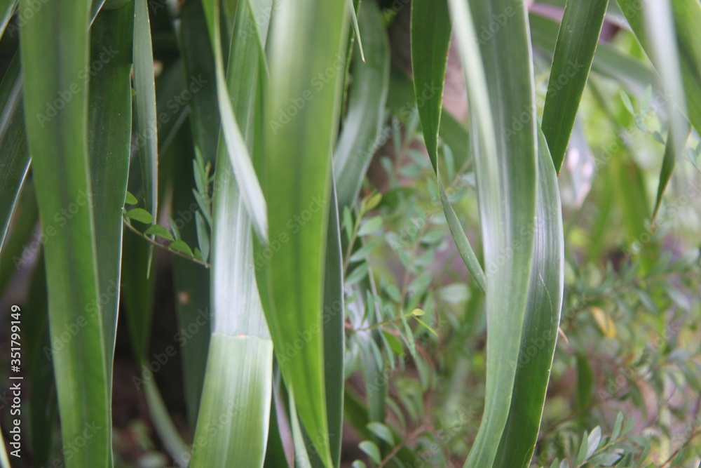 Obraz premium grass and dew