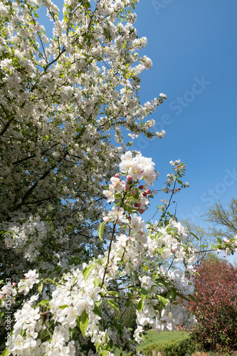 White tree with white flowers on blue sky background. In the garden, springtime