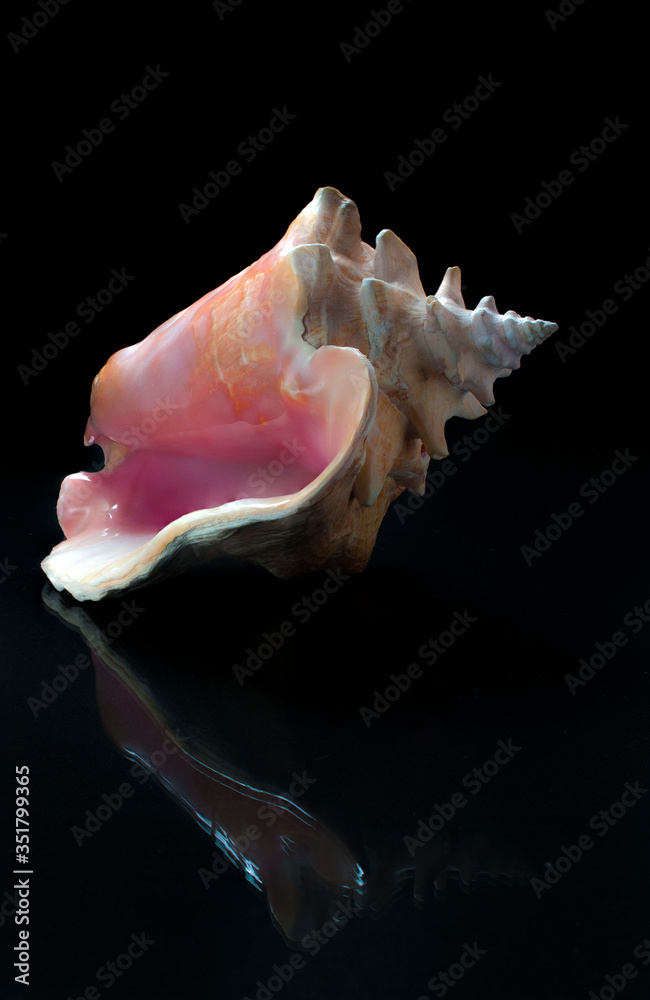 still life seashell or sea snail QUEEN CONCH, Eustrombus Gigas, aliger gigas, in a shiny surface in low key light still life seashell or sea snail QUEEN CONCH, Eustrombus Gigas, aliger gigas, in a shiny surface in low key light