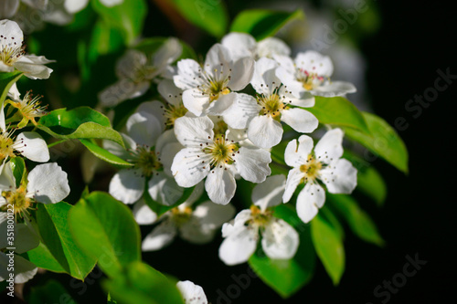 Blooming cherry tree in the garden. Cherry flowers close up.A bouquet flowers. Floral collage. Flower composition. Nature.