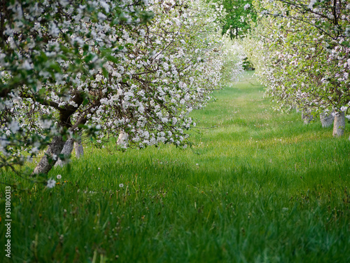white flowers on blooming apple trees in the garden