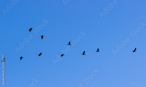 Cormorants Phalacrocorax carbo flying in a V formation against the cloudy sky. Birds migration concept.