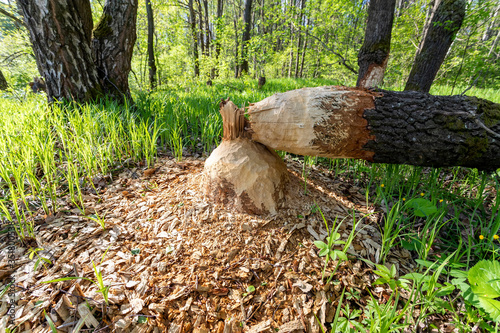 A destroyed tree by the teeth of a beaver.