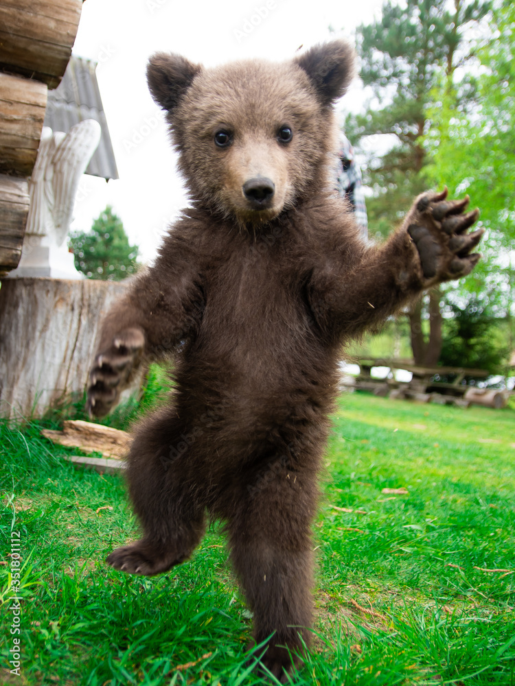 Fototapeta premium a small wild bear cub stood on its hind legs 