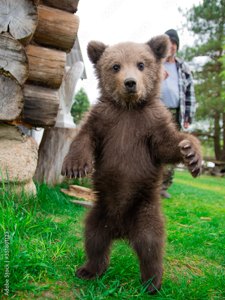 Fototapeta premium a small wild bear cub stood on its hind legs 